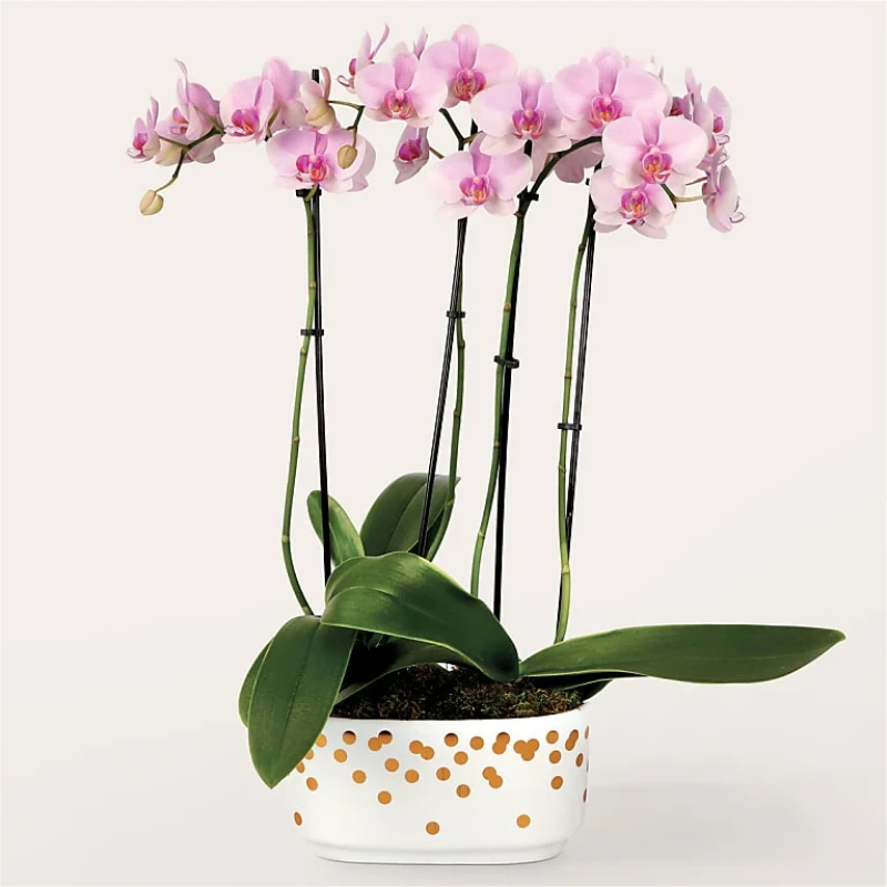 Pembe Orkide Bahçesi 