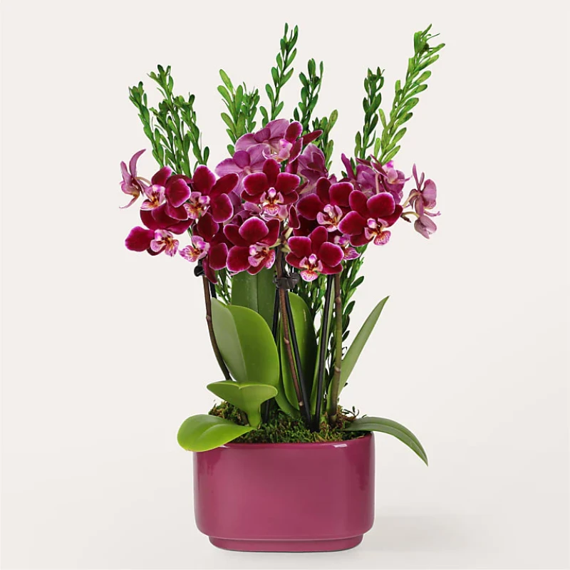 Escape Mini Orkide Bahçesi