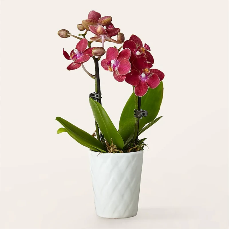 Pembe Orkide Bahçesi