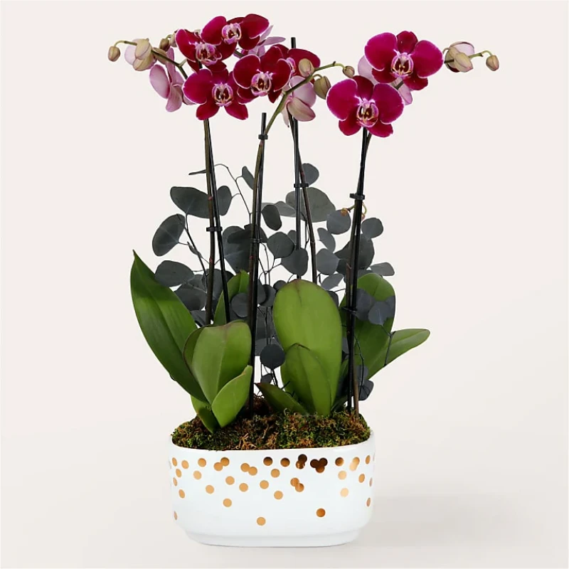 Posh Purple Orkide Garden