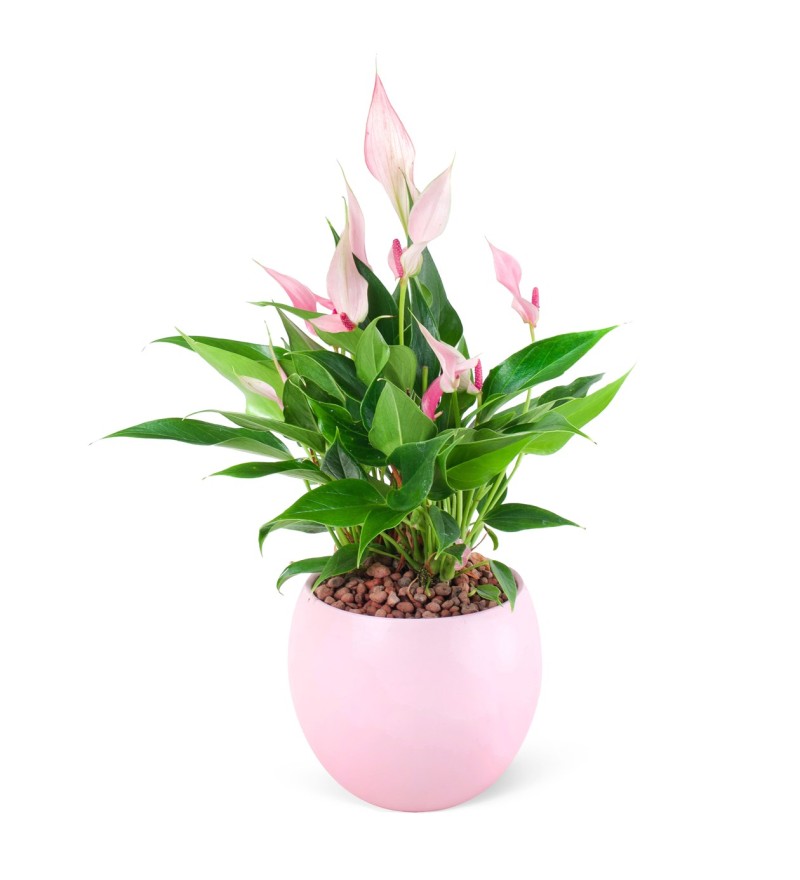 Anthurium Lili Pink