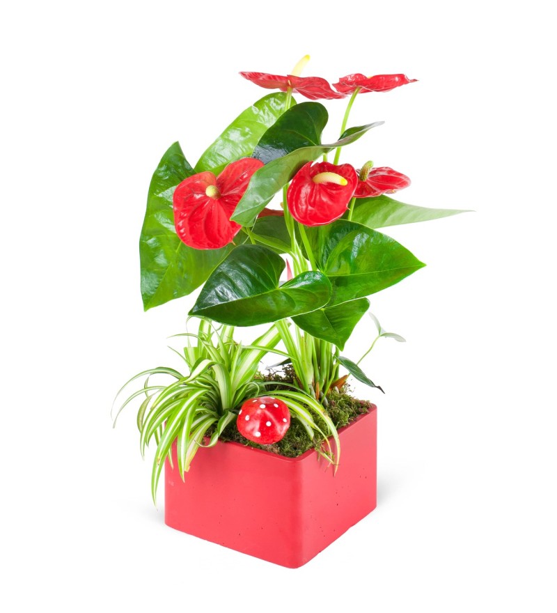 Kırmızı Antoryum Bahçesi