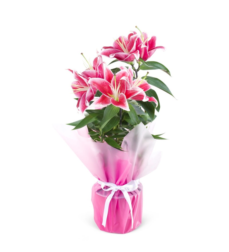 Saksıda Pembe Lilyum