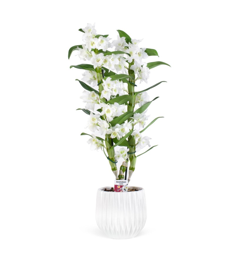 Dendrobium Beyaz